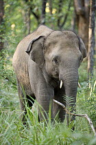 Asian Elephant (Elephas maximus) juvenile, Bandhavgarh National Park, India