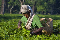 Woman working in tea fields in a village near Kaziranga National Park, India