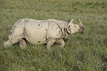 Indian Rhinoceros (Rhinoceros unicornis), Kaziranga National Park, India