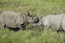 Indian Rhinoceros (Rhinoceros unicornis) male courting female, Kaziranga National Park, India