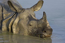 Indian Rhinoceros (Rhinoceros unicornis) male wallowing in muddy waterhole, Kaziranga National Park, India