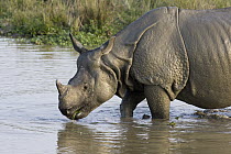 Indian Rhinoceros (Rhinoceros unicornis) male entering muddy waterhole, Kaziranga National Park, India