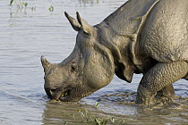 Indian Rhinoceros (Rhinoceros unicornis) male drinking from muddy waterhole, Kaziranga National Park, India