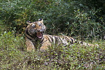 Bengal Tiger (Panthera tigris tigris) one and a half year old cub snarling, Bandhavgarh National Park, India