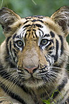 Bengal Tiger (Panthera tigris tigris) one and a half year old cub, Bandhavgarh National Park, India