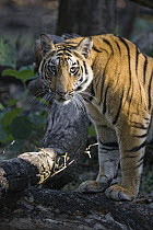 Bengal Tiger (Panthera tigris tigris), Bandhavgarh National Park, India