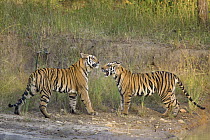 Bengal Tiger (Panthera tigris tigris) two year old cubs playing, Bandhavgarh National Park, India, digitally manipulated