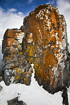 Lichen covered rock, Half Moon Island, South Shetland Islands, Antarctica