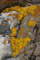 Lichen covered rock, Half Moon Island, South Shetland Islands, Antarctica