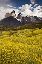 Thorny Matabarrosa (Mulinum spinosum) flowers, Torres Del Paine National Park, Patagonia, Chile