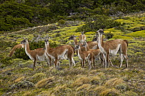 Guanaco (Lama guanicoe) herd with young, Torres Del Paine National Park, Patagonia, Chile