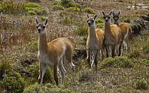 Guanaco (Lama guanicoe) young, Torres Del Paine National Park, Patagonia, Chile