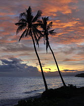 Coconut Palm (Cocos nucifera) trees at sunset at Bikini Beach, Panglao Island, Philippines