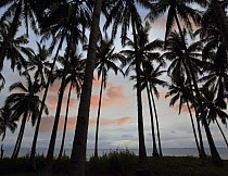 Coconut Palm (Cocos nucifera) trees at sunset near Dimiao, Bohol Island, Philippines