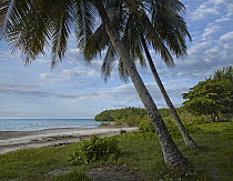 Coconut Palm (Cocos nucifera) trees and mangroves at Hinawanan Beach, Bohol Island, Philippines