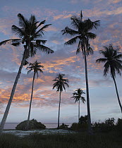 Coconut Palm (Cocos nucifera) trees at dusk on Pamilacan Island, Philippines