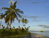 Coconut Palm (Cocos nucifera) trees on Pamilacan Island, Philippines
