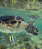 Green Sea Turtle (Chelonia mydas), Balicasag Island, Philippines