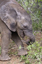 African Elephant (Loxodonta africana) calf feeding, Kruger National Park, South Africa