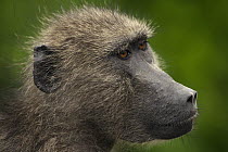 Chacma Baboon (Papio ursinus), Kruger National Park, South Africa