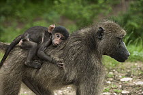Chacma Baboon (Papio ursinus) carrying baby on back, Kruger National Park, South Africa