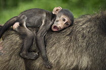 Chacma Baboon (Papio ursinus) baby yawning on mother's back, Kruger National Park, South Africa