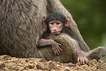 Chacma Baboon (Papio ursinus) baby, Kruger National Park, South Africa