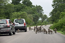 Chacma Baboon (Papio ursinus) troop and cars, Kruger National Park, South Africa