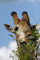 South African Giraffe (Giraffa giraffa giraffa) female browsing showing dark tongue, Kruger National Park, South Africa