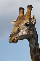 South African Giraffe (Giraffa giraffa giraffa), Kruger National Park, South Africa