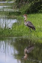 Goliath Heron (Ardea goliath) displaying along shore, Kruger National Park, South Africa