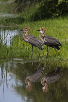 Goliath Heron (Ardea goliath) pair displaying along shore, Kruger National Park, South Africa