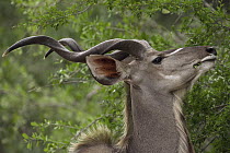 Greater Kudu (Tragelaphus strepsiceros) male browsing, Kruger National Park, South Africa