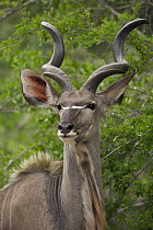 Greater Kudu (Tragelaphus strepsiceros) male, Kruger National Park, South Africa