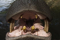 Hippopotamus (Hippopotamus amphibius) underwater showing teeth, Lowveld, South Africa, digitally manipulated