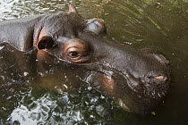 Hippopotamus (Hippopotamus amphibius) named Jessica was orphaned as a baby, on surface, Lowveld, South Africa