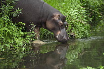 Hippopotamus (Hippopotamus amphibius) named Jessica was orphaned as a baby, entering water, Lowveld, South Africa