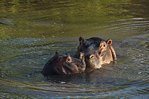 Hippopotamus (Hippopotamus amphibius) mother and calf, Kruger National Park, South Africa