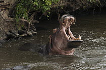 Hippopotamus (Hippopotamus amphibius) threat display, Kruger National Park, South Africa