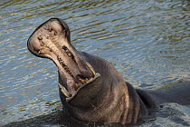 Hippopotamus (Hippopotamus amphibius) threat display, Kruger National Park, South Africa
