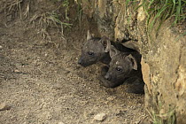 Spotted Hyena (Crocuta crocuta) cubs emerging from den, Kruger National Park, South Africa