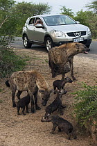 Spotted Hyena (Crocuta crocuta) females and cub watched by tourists, Kruger National Park, South Africa