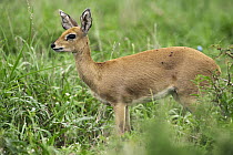 Steenbok (Raphicerus campestris) female, Kruger National Park, South Africa