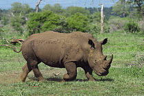 White Rhinoceros (Ceratotherium simum) running, Kruger National Park, South Africa