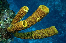 Yellow Tube Sponge (Aplysina fistularis) group, Xcalak National Reef Park, Mahahual, Quintana Roo, Mexico