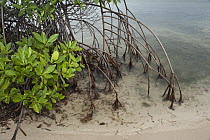 Red Mangrove (Rhizophora mangle) aerial roots, Quintana Roo, Mexico