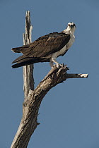 Osprey (Pandion haliaetus) in tree with fish prey, Mahahual, Quintana Roo, Mexico