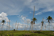 Hurricane Dean damage showing destroyed palm trees, Mahahual, Mexico