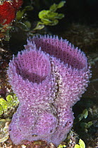 Pink Vase Sponge (Niphates digitalis), Xcalak National Reef Park, Mahahual, Quintana Roo, Mexico