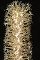 Swollen-knob Candelabrum (Eunicea mammosa) with extended polyps, Sian Ka'an Biosphere Reserve, Quintana Roo, Mexico